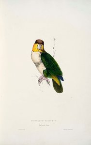 Pionites leucogaster da Edward Lear